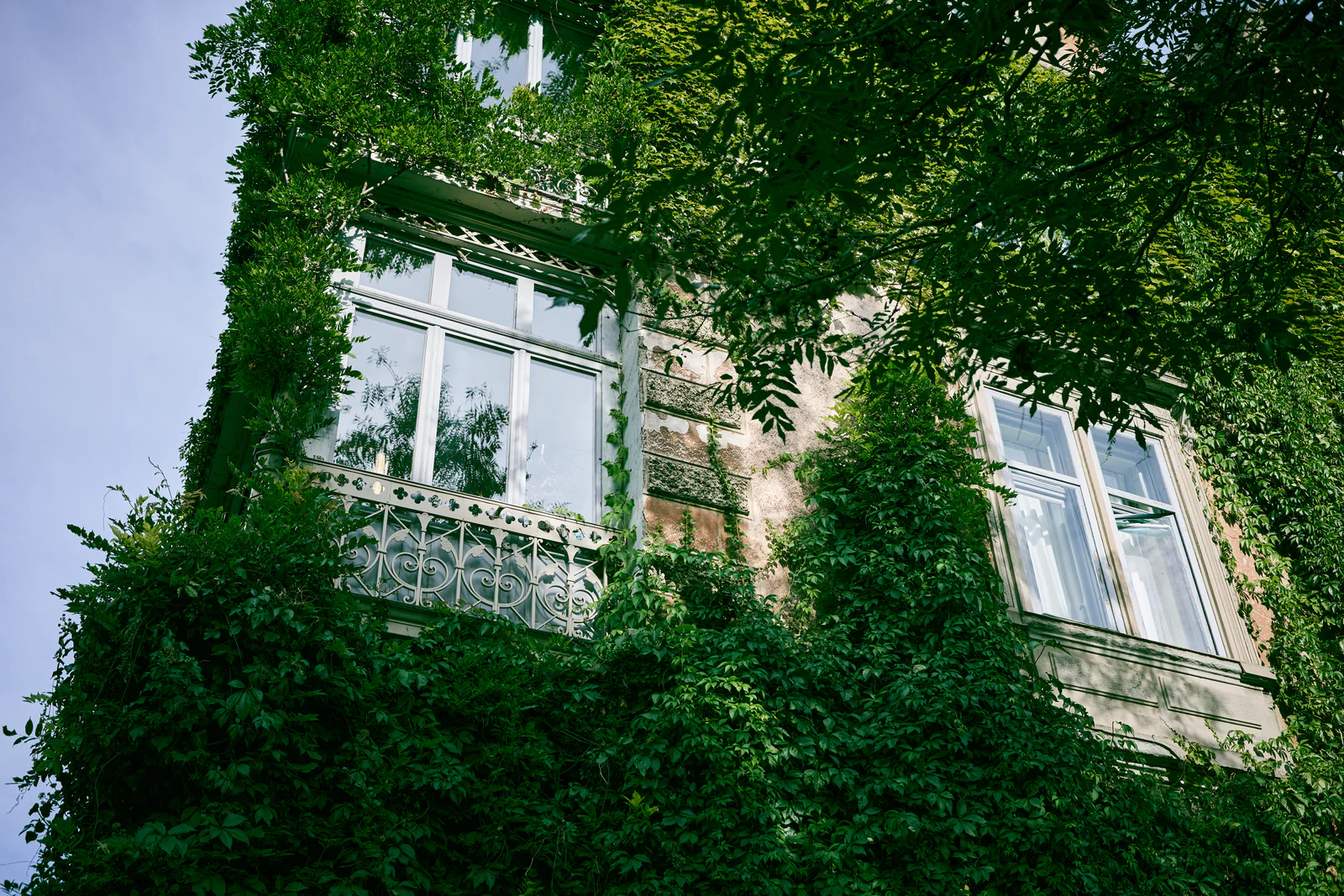 An ivy covered house facade with tall windows